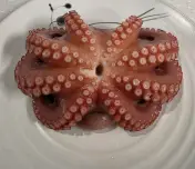 문어