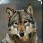 wolfbok님의 프로필 이미지