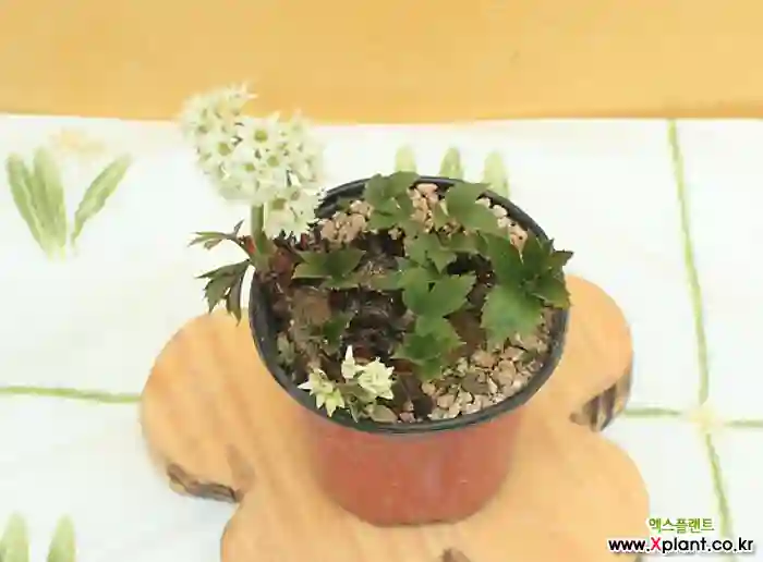 꽃과 나무 선