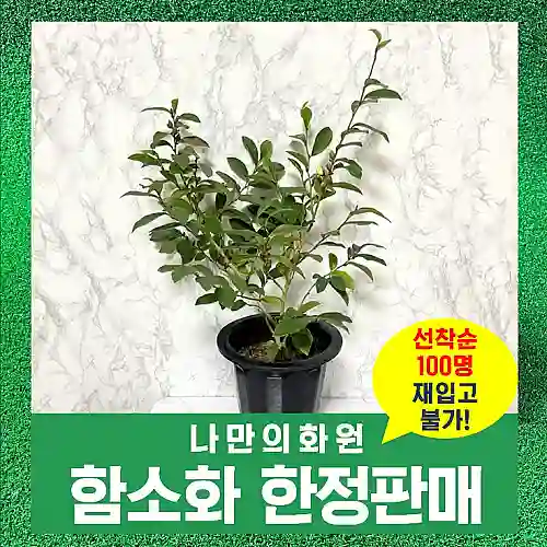 규화